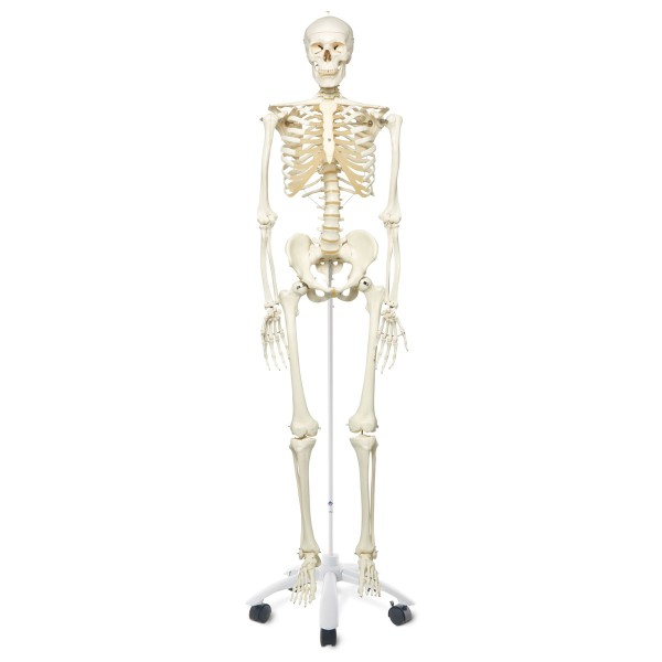 Menschliches Skelett Modell "Stan"