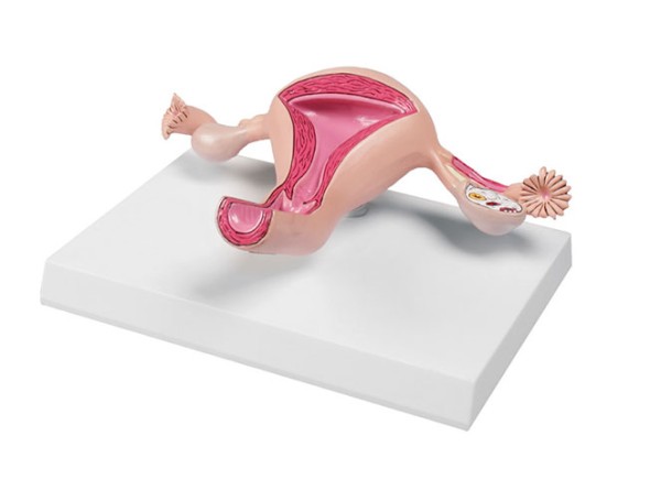 Uterusmodell