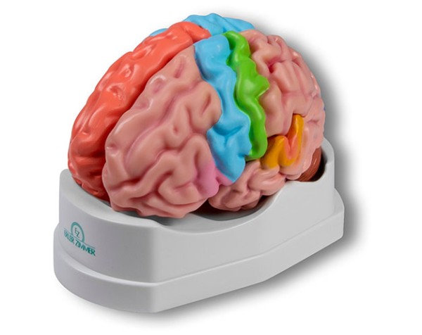 Gehirnmodell funktionell/regional, 5-teilig