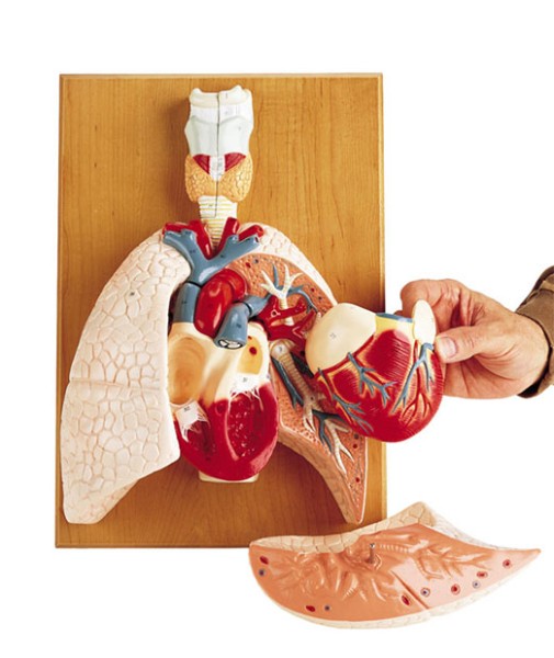 Herz-Lungenmodell